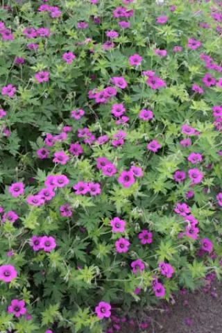 Geranium 'Anne Thomson'