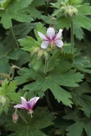 Geranium aristatum