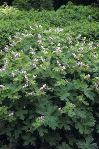 Geranium aristatum