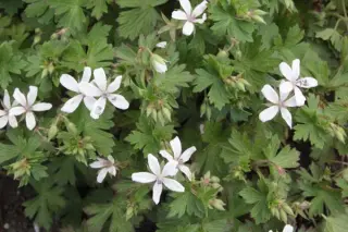 Geranium asphodeloides 'Starry Night'