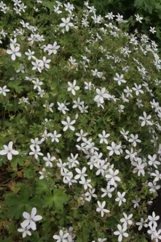 Geranium asphodeloides 'Starry Night'