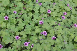 Geranium 'Aya'