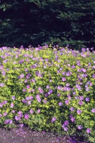 Geranium 'Blue Sunrise'