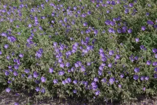 Geranium 'Brookside'
