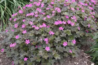 Geranium 'Buckland Beauty'