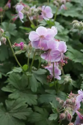 Geranium cantabrigense 'Berggarten'