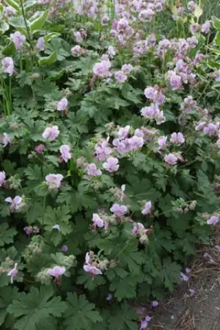 Geranium cantabrigense 'Berggarten'