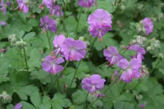 Geranium cantabrigense 'Cambridge'
