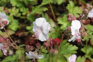 Geranium cantabrigense 'Hanne'