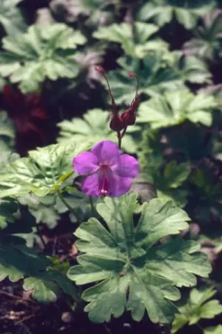 Geranium cantabrigense 'Karmina'