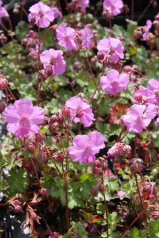 Geranium cantabrigense 'Karmina'