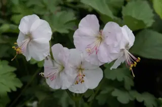 Geranium cantabrigense 'St. Ola'