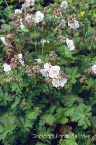 Geranium cantabrigense 'St. Ola'