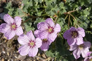 Geranium cinereum 'Alice'