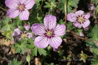 Geranium cinereum 'Alice'