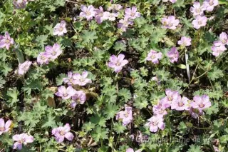 Geranium cinereum 'Alice'