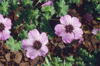 Geranium cinereum 'Ballerina'