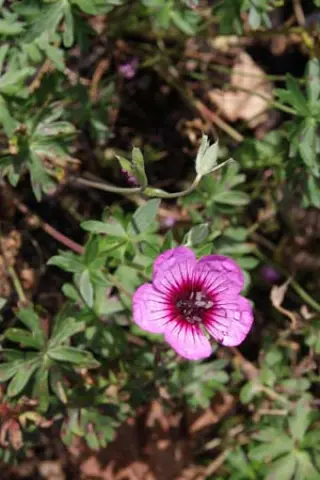 Geranium cinereum 'Jolly Jewel Night'