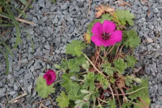 Geranium cinereum 'Jolly Jewel Red'