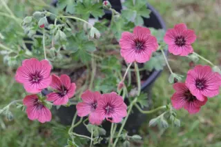 Geranium cinereum 'Jolly Jewel Salmon'