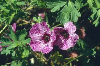 Geranium cinereum 'Laur. Flatman'