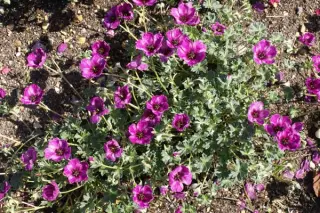 Geranium cinereum 'Purple Pillow'