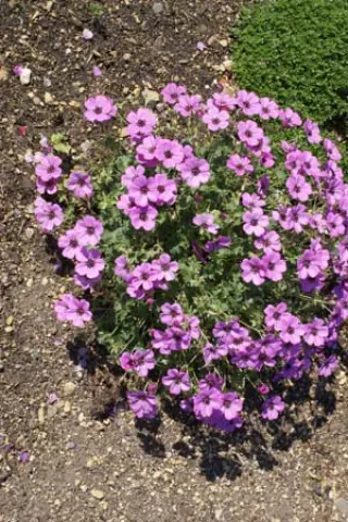 Geranium cinereum 'Sateene'