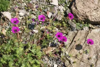 Geranium cinerium subcaulescens