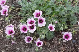 Geranium cinereum 'Thumbling Hearts'