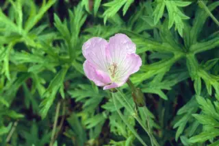 Geranium clarkei 'Kashmir Pink'