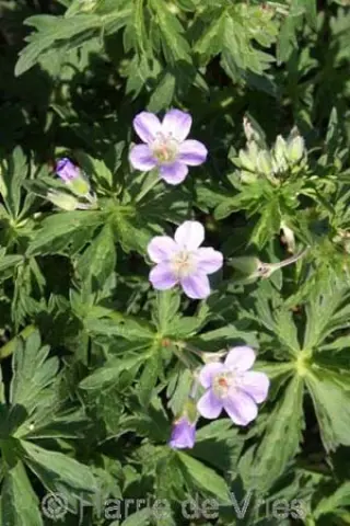 Geranium coeruleatum
