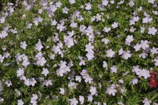 Geranium coeruleatum