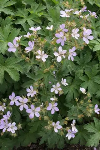 Geranium 'Cyril's Fancy'
