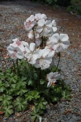 Geranium dalmaticum 'Album'