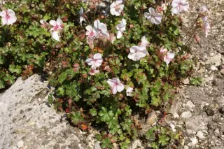 Geranium dalmaticum 'Album'