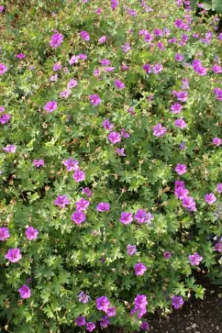 Geranium 'Dilys' (G. Sang. x Procur.)