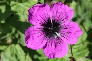 Geranium 'Dragon Heart'