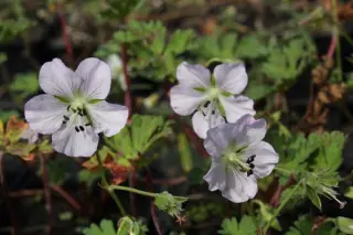 Geranium farreri
