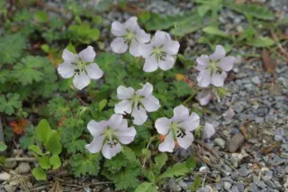 Geranium farreri