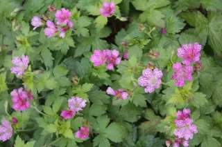 Geranium 'Foundling'