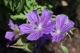 Geranium gymnocaulon