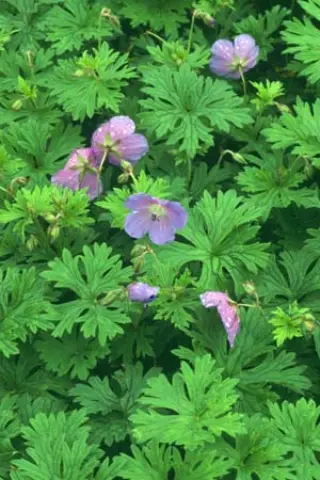Geranium himalayense 'Baby Blue'