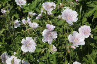 Geranium himalayense ''Derrick Cook''