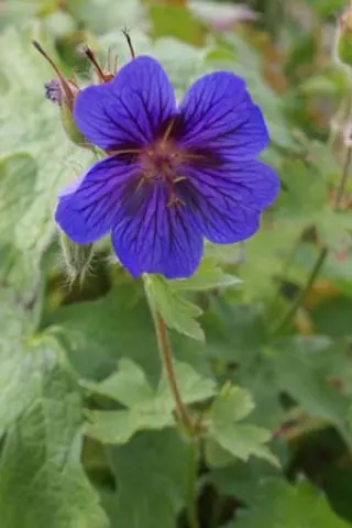 Geranium ibericum 'Blue Blood'