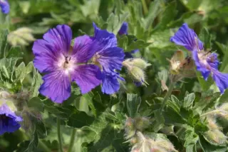 Geranium ibericum jubatum