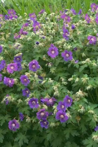 Geranium ibericum jubatum