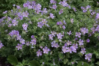 Geranium ibericum 'Ushguli Grijs'