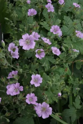 Geranium 'Karin Wouters'
