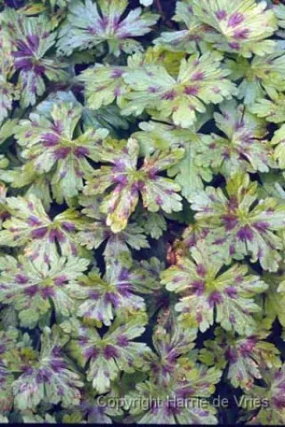 Geranium 'Katherine Adele'