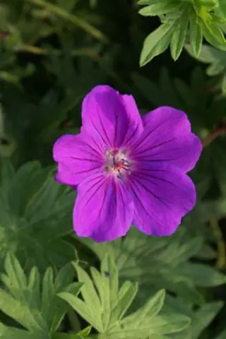 Geranium 'Khan'